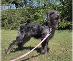 Small #8 Aussiedoodle