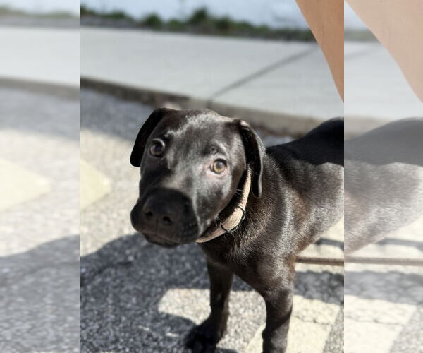 Medium Photo #4 Catahoula Leopard Dog-Unknown Mix Puppy For Sale in Sanford, FL, USA