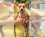 Small Chihuahua Mix