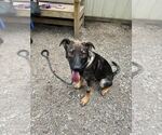 Small Mutt