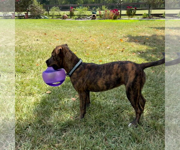 Medium Photo #6 American Pit Bull Terrier-Unknown Mix Puppy For Sale in Oakhurst, NJ, USA