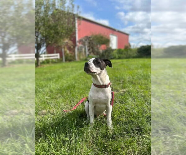 Medium Photo #4 American Pit Bull Terrier-Unknown Mix Puppy For Sale in Germantown, OH, USA