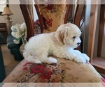 Small #2 Lhasa Apso