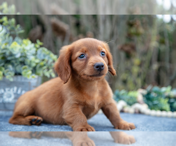 Medium Photo #2 Dachshund Puppy For Sale in SALEM, IN, USA