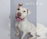 Small #26 American Staffordshire Terrier