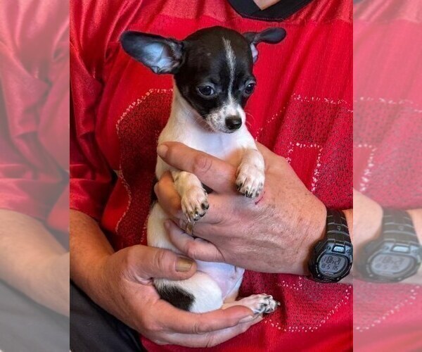Medium Photo #16 Chihuahua Puppy For Sale in CHARLESTON, AR, USA