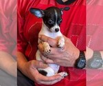Small Photo #16 Chihuahua Puppy For Sale in CHARLESTON, AR, USA