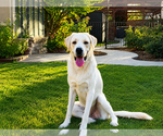 Small #1 Labrador Retriever Mix