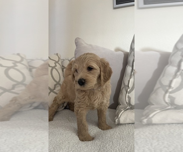 Medium Photo #10 Goldendoodle Puppy For Sale in SAN DIEGO, CA, USA