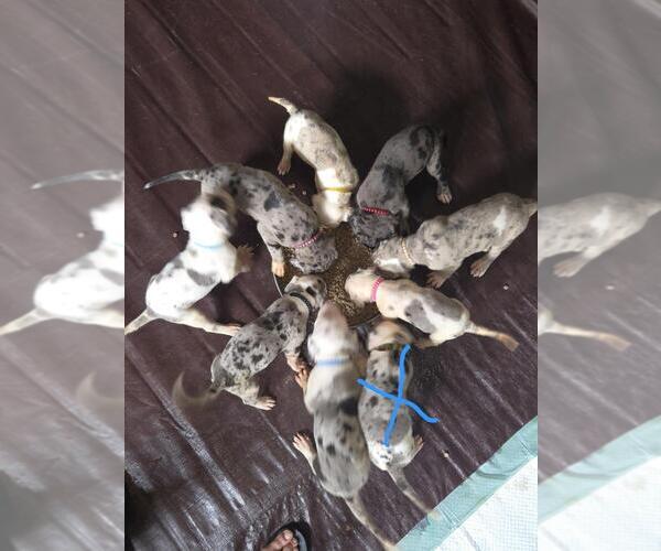 Medium Photo #1 Great Dane Puppy For Sale in MADISON, IN, USA