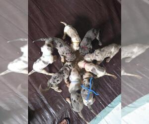 Great Dane Puppy for sale in MADISON, IN, USA