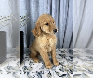 Golden Retriever Puppy for sale in GREENWOOD, IN, USA