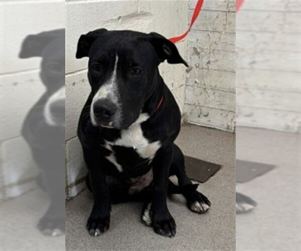 Medium Photo #1 American Pit Bull Terrier Puppy For Sale in San Bernardino, CA, USA