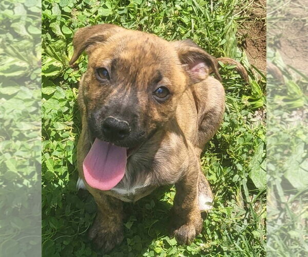 Medium Photo #1 Mountain Cur-Unknown Mix Puppy For Sale in Germantown, OH, USA