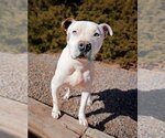 Small Photo #3 American Staffordshire Terrier Puppy For Sale in Albuquerque, NM, USA