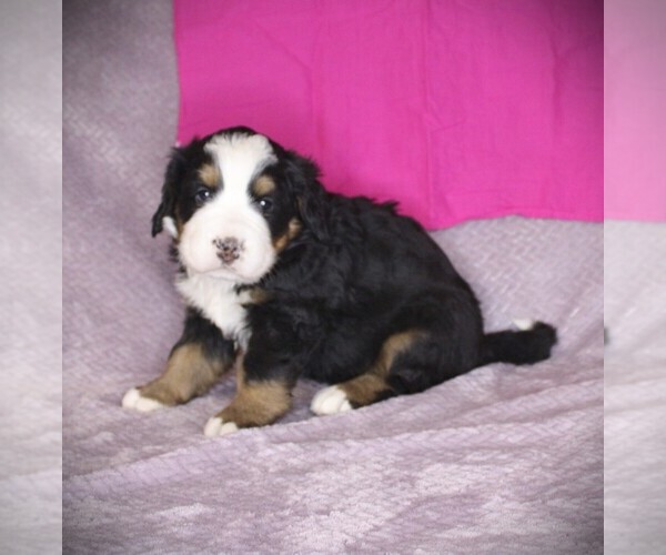 Medium Photo #2 Bernese Mountain Dog Puppy For Sale in BAYARD, NE, USA