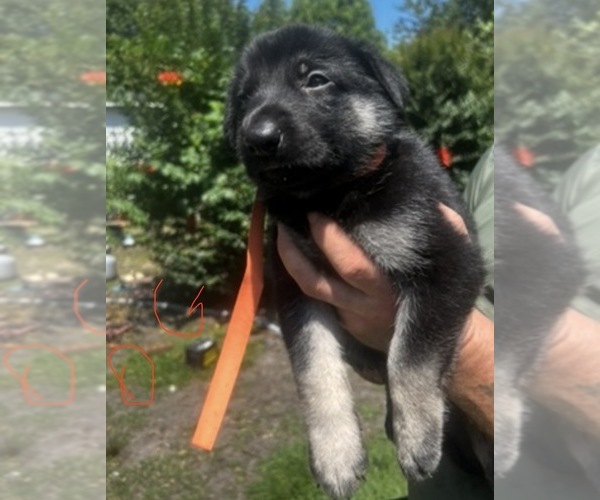 Medium Photo #5 German Shepherd Dog Puppy For Sale in SWANSBORO, NC, USA