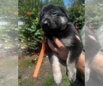 Small #4 German Shepherd Dog
