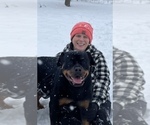 Small Photo #21 Rottweiler Puppy For Sale in BULLS GAP, TN, USA