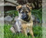 Small Australian Shepherd-German Shepherd Dog Mix