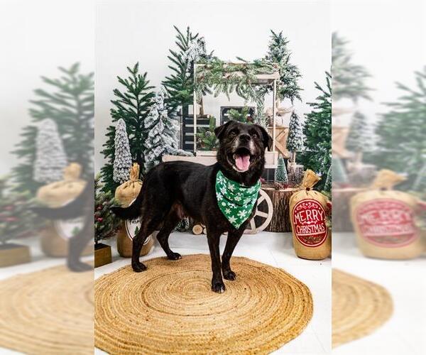 Medium Photo #1 Australian Shepherd-Unknown Mix Puppy For Sale in Corpus Christi, TX, USA