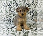 Small #1 YorkiePoo