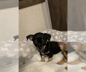 Chihuahua Puppy for sale in ODESSA, TX, USA