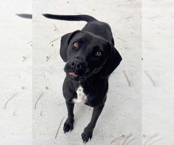 Medium Photo #2 American Pit Bull Terrier-Labrador Retriever Mix Puppy For Sale in Oakhurst, NJ, USA