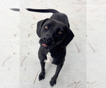 Small #1 American Pit Bull Terrier-Labrador Retriever Mix