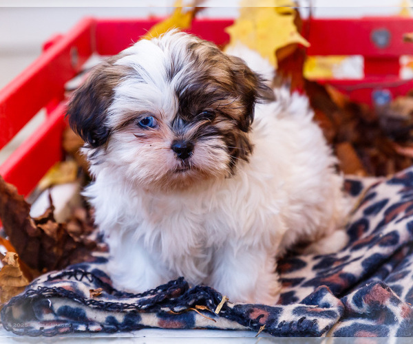 Medium Photo #35 Shih Tzu Puppy For Sale in WAKARUSA, IN, USA