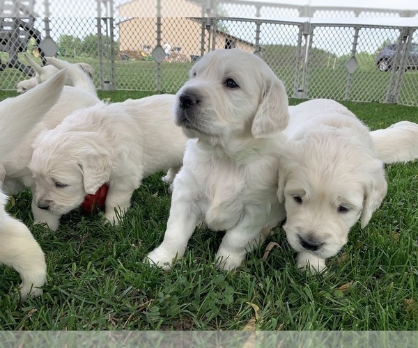 Medium Photo #21 English Cream Golden Retriever Puppy For Sale in MARSHFIELD, WI, USA