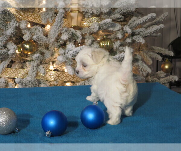 Medium Photo #2 Maltese Puppy For Sale in OCALA, FL, USA
