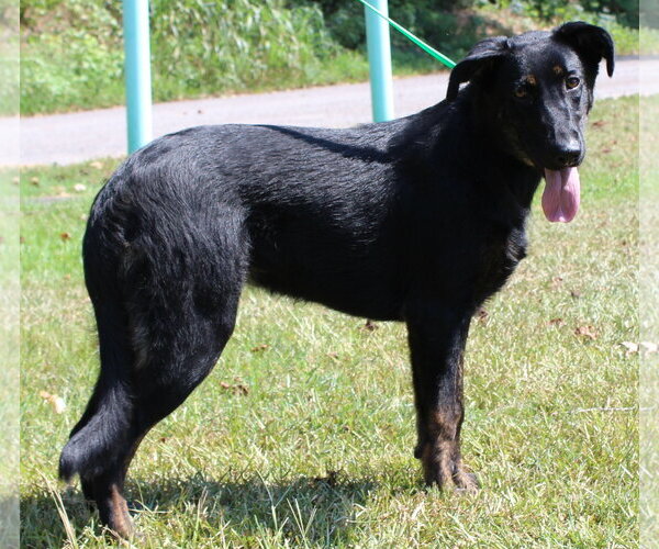 Medium Photo #3 Labrador Retriever-Unknown Mix Puppy For Sale in Prattville, AL, USA