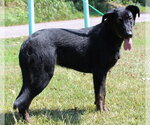 Small #2 Labrador Retriever Mix