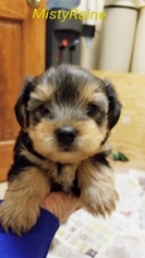 Yorkshire Terrier Puppy for sale in SHELBYVILLE, IN, USA
