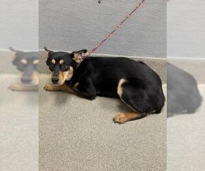 German Shepherd Dog-Unknown Mix Dogs for adoption in Las Vegas, NV, USA