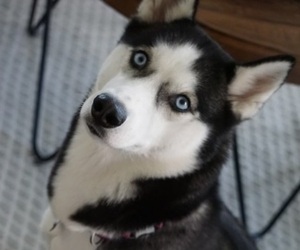 Siberian Husky Dogs for adoption in AKRON, OH, USA