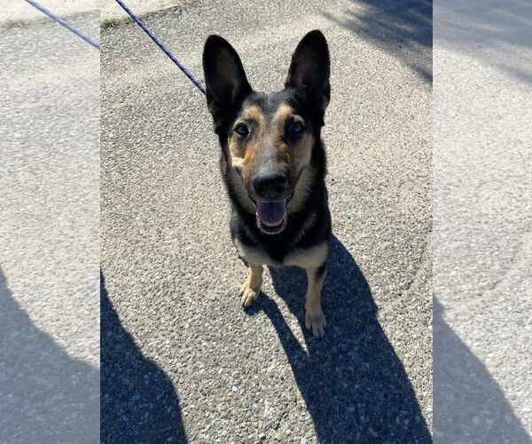 Medium Photo #3 Mutt Puppy For Sale in La Verne, CA, USA