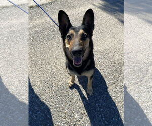 Dakota - Female Mutt Dog for Adoption - Photo #3