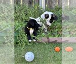 Small Photo #6 Labrador Retriever-Unknown Mix Puppy For Sale in Escondido, CA, USA