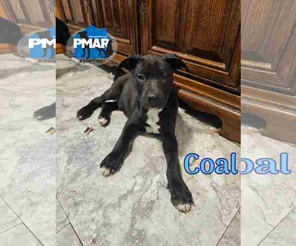 Medium Photo #1 Labrador Retriever-Unknown Mix Puppy For Sale in Binghamton, NY, USA