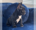 Small Photo #20 French Bulldog Puppy For Sale in CARY, NC, USA
