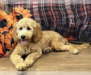 Goldendoodle (Miniature) Puppy for sale in OWENTON, KY, USA