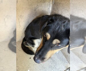 German Shepherd Dog-Unknown Mix Dogs for adoption in Oklahoma City, OK, USA