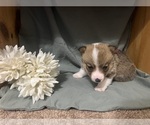 Small #3 Pembroke Welsh Corgi