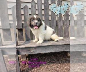 Newfoundland Puppy for Sale in SHIPSHEWANA, Indiana USA