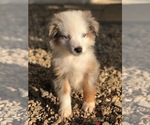 Small Photo #1 Miniature Australian Shepherd Puppy For Sale in OXFORD, CT, USA