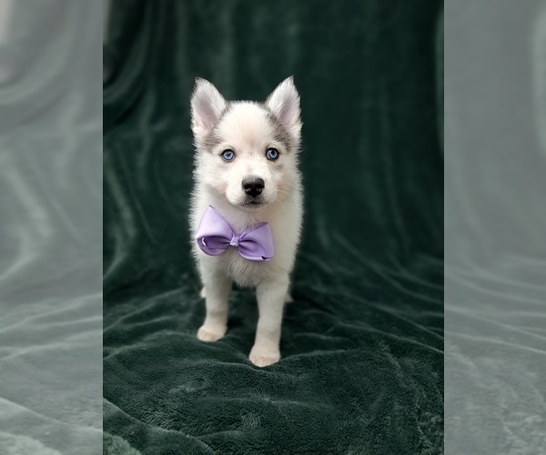 Medium Photo #5 Pomsky Puppy For Sale in SUGARCREEK, OH, USA