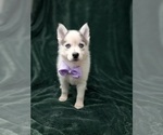 Small #4 Pomsky