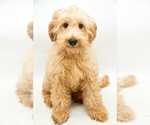 Puppy Miss Purple Goldendoodle-Poodle (Miniature) Mix